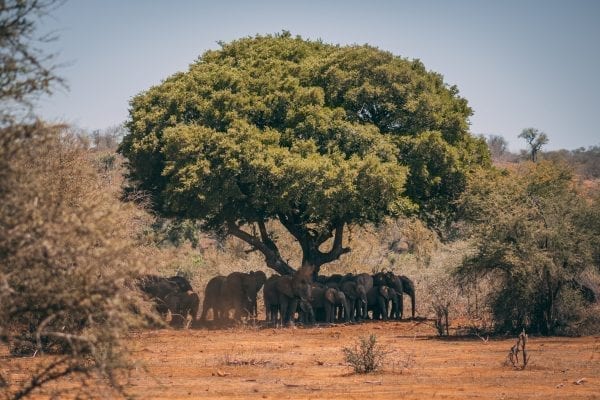 marula oil