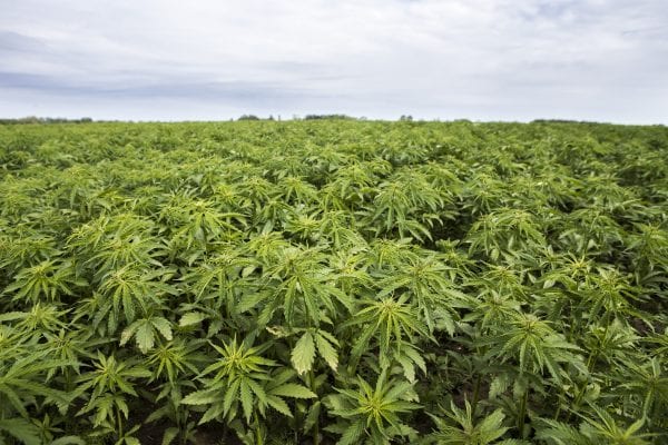 PRIVATE: INDUSTRIAL HEMP – CANNABIS IN INDUSTRY