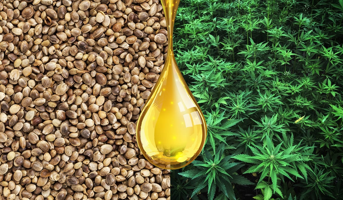 Hemp oil vs CBD oil