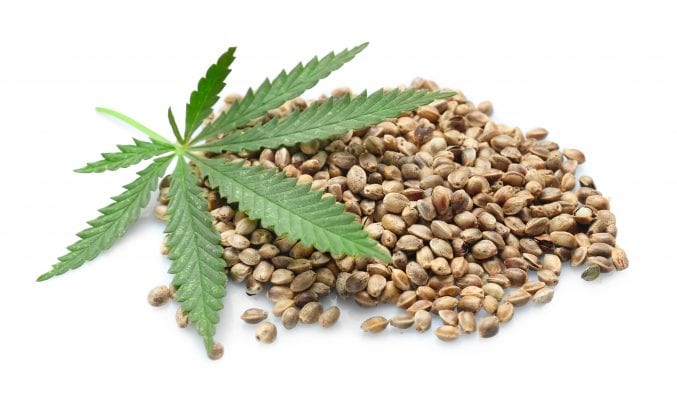 hemp seeds