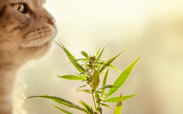 CBD für Katzen