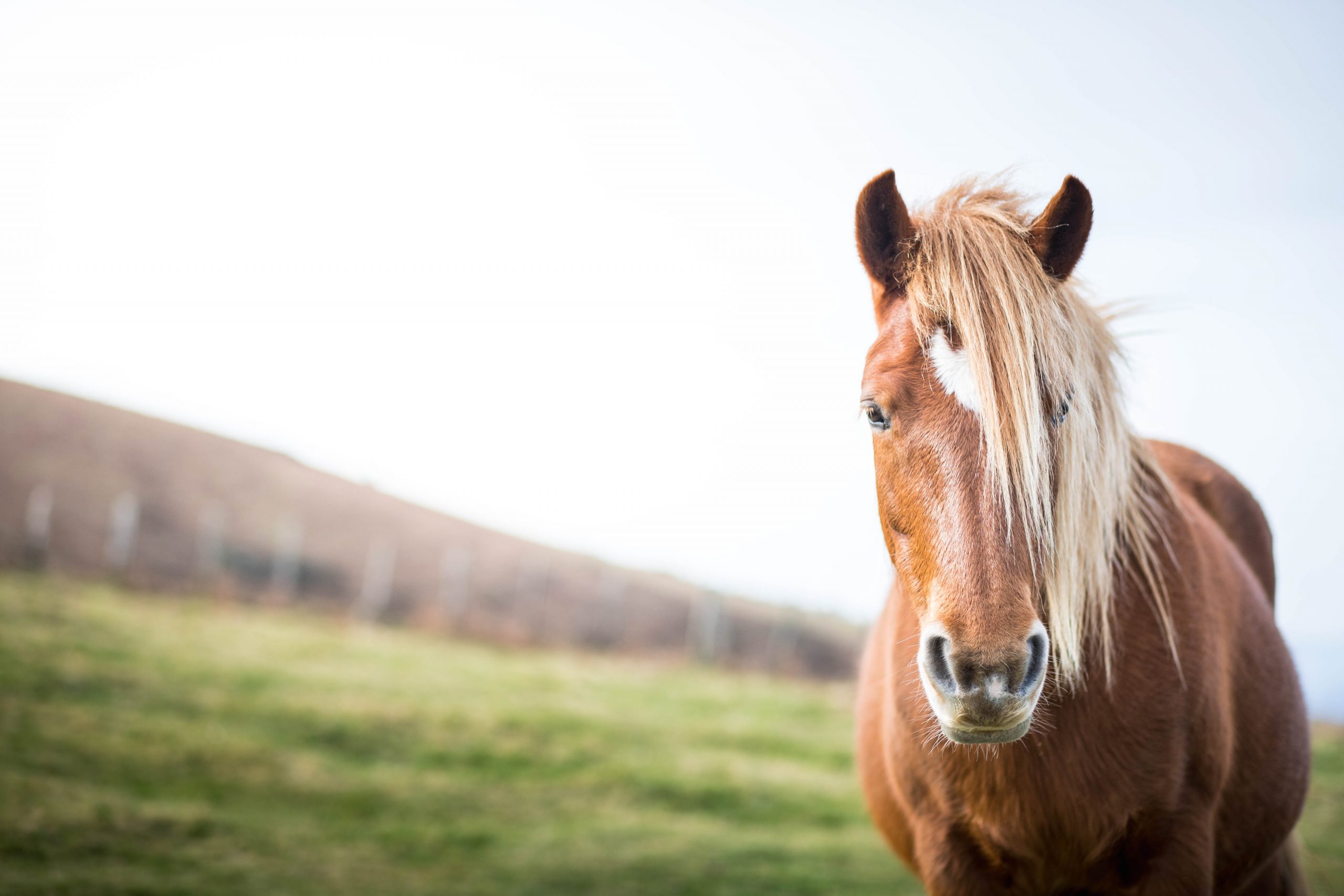 Aceite de CBD para caballos