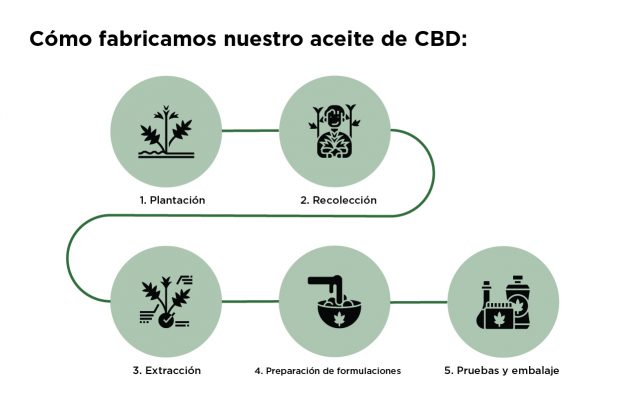 How CBD oil is made